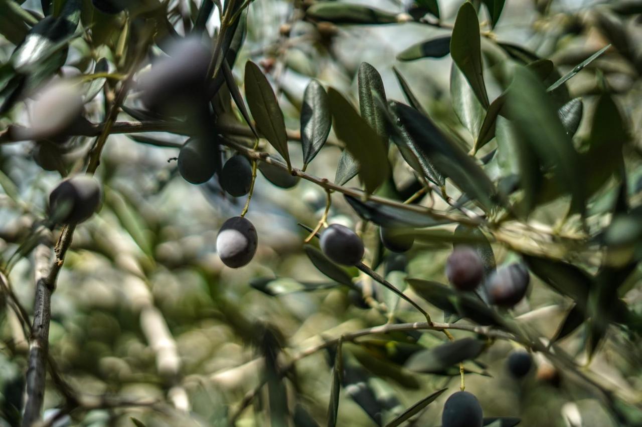 Agriturismo La Rocca サン・バルトロメーオ・アル・マーレ エクステリア 写真