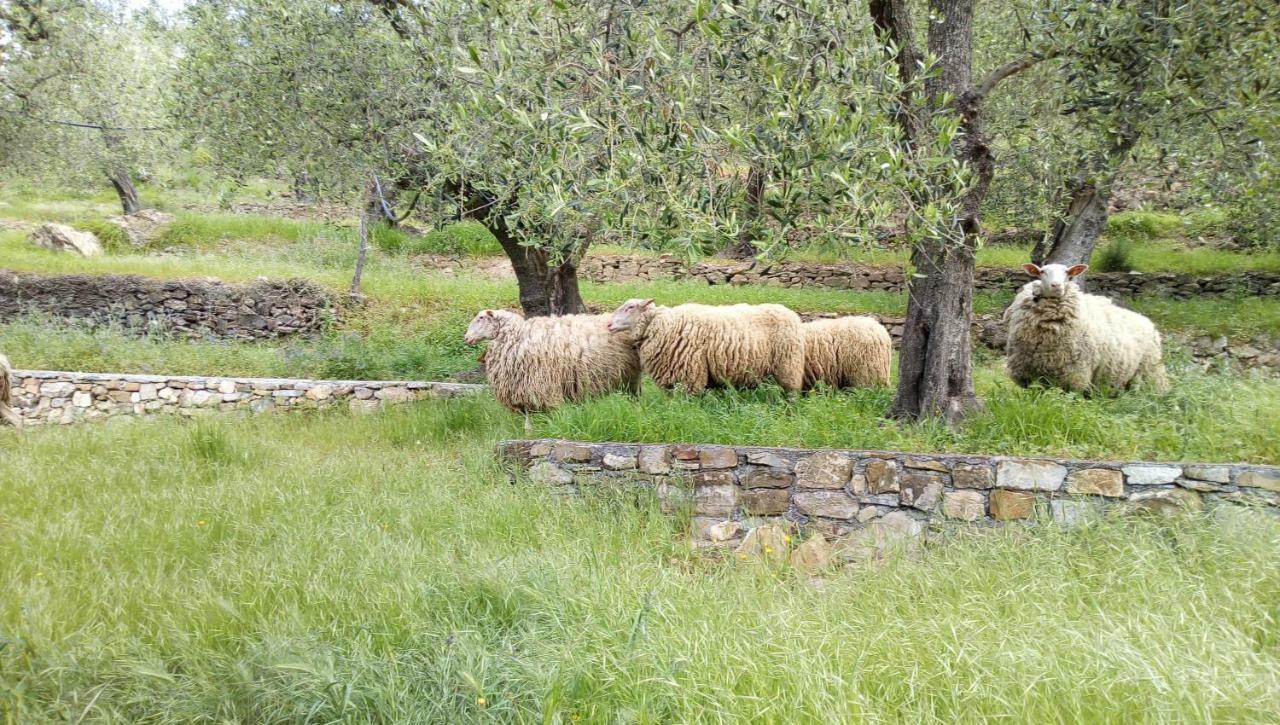 Agriturismo La Rocca サン・バルトロメーオ・アル・マーレ エクステリア 写真